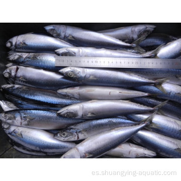 Nuevo aterrizaje de pescado congelado Pacific Mackerel para enlatar